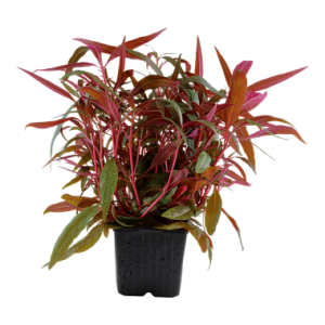 Alternanthera_reineckii_Pink_