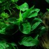 Anubias_barteri_on_lavastone_XL_