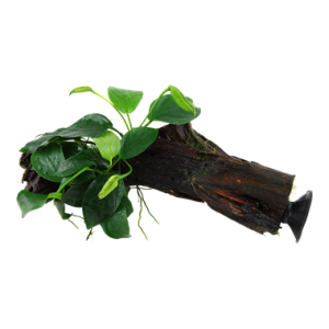 Anubias_barteri_var_ nana_onwood_with_sucker_