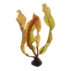 Aponogeton_boivinianus_bulb_