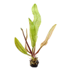 Aponogeton_madagascariensis_