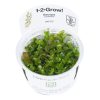 Bacopa_caroliniana_1-2-Grow_2