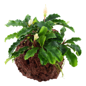 Bucephalandra_Wavy Green_onlavastone_