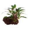 Cryptocoryne_beckettii_Petchii_onlava_stone_2