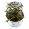 Cryptocoryne_crispatula_1-2-Grow_