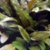 Cryptocoryne_wendtii_Tropica_XL