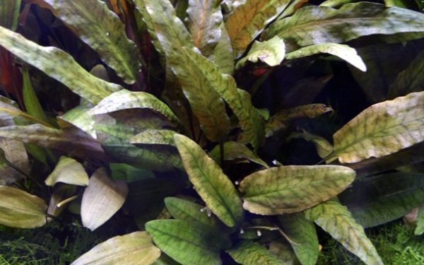 Cryptocoryne_wendtii_Tropica_XL