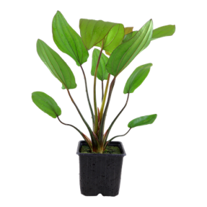 Echinodorus_'Barthii_