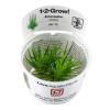 Eriocaulon_cinerum_1-2-Grow_