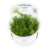 Gratiola_viscidula_1-2-Grow_