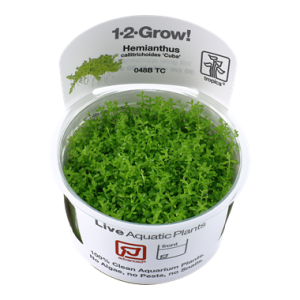 Hemianthus_callitrichoides_Cuba_1-2-Grow_