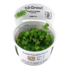 Hydrocotyle_tripartita_1-2-Grow_