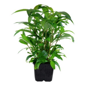 Hygrophila_Siamensis_xl