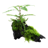 Hygrophila_pinnati_fidaand_moss_