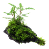 Hygrophila_pinnati_fidaand_moss_