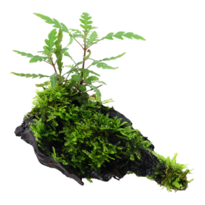Hygrophila_pinnati_fidaand_moss_