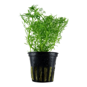 Limnophila_aquatica_potted