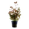 Ludwigia_palustris_1