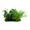 Microsorum_Anubias_Duet_1