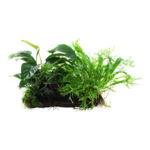 Microsorum_Anubias_Duet_1