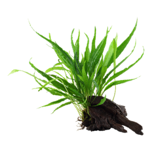 Microsorum_pteropus_wood