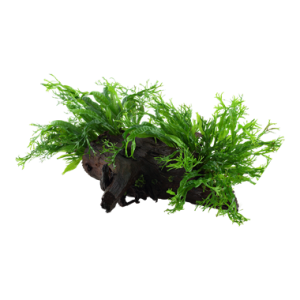 Microsorum_pteropus_Windelov_onwood_XL_