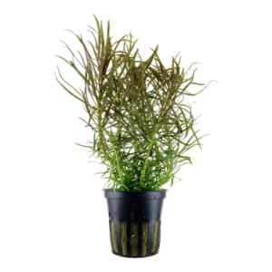 Pogostemon stellata potted