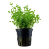 Rotala specimen Green Pot