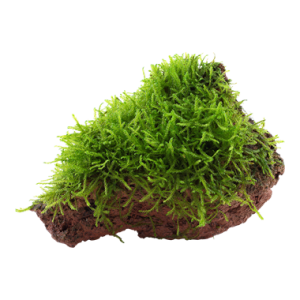 Taxiphyllum_barbieri_on_lava_stone_