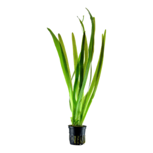 Vallisneria_australis_Gigantea_Pot_