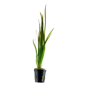 Vallisneria_spiralis_Tiger_2