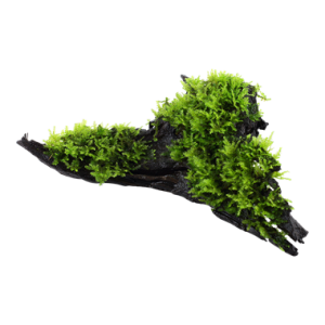 Vesicularia_dubyana_Christmas_onwood_