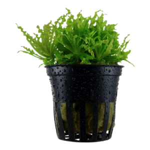 pogostemon_helferi_