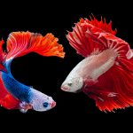 Το ψάρι μονομάχος: Ένας εκπληκτικός επιλογή για το ενυδρείο σας