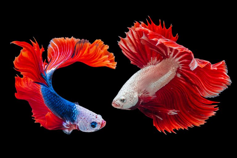 The gladiator fish: an amazing choice for your aquarium