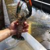 Lobster and mussels