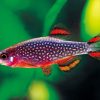 Galaxy rasbora