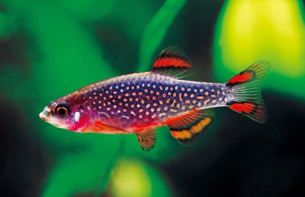 Galaxy rasbora