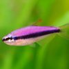 Tetra Blue Emperor