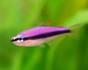 Tetra Blue Emperor