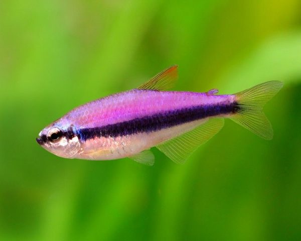 Tetra Blue Emperor