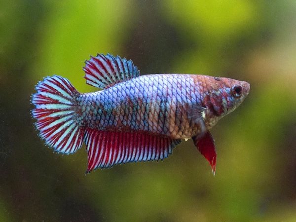 Betta Female