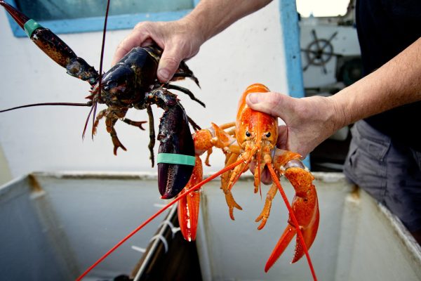 Lobster and mussels