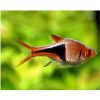 Harlequin Rasbora Heteromorpha