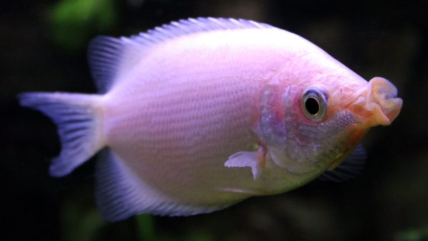 Kissing Gourami