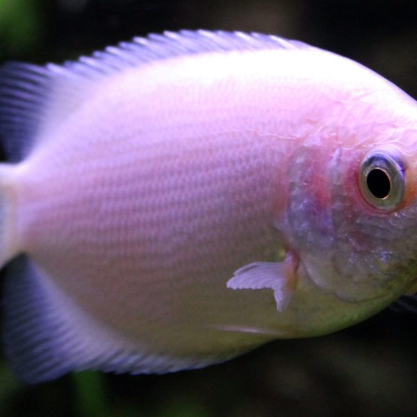 Kissing Gourami