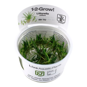 Littorella_uniflora_1-2_Grow_
