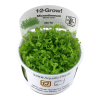 Micranthemum_Monte_Carlo_1-2_Grow_