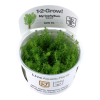 Myriophyllum_Guyana_1-2_Grow_