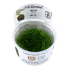 Riccia_fluitams_1-2_Grow_